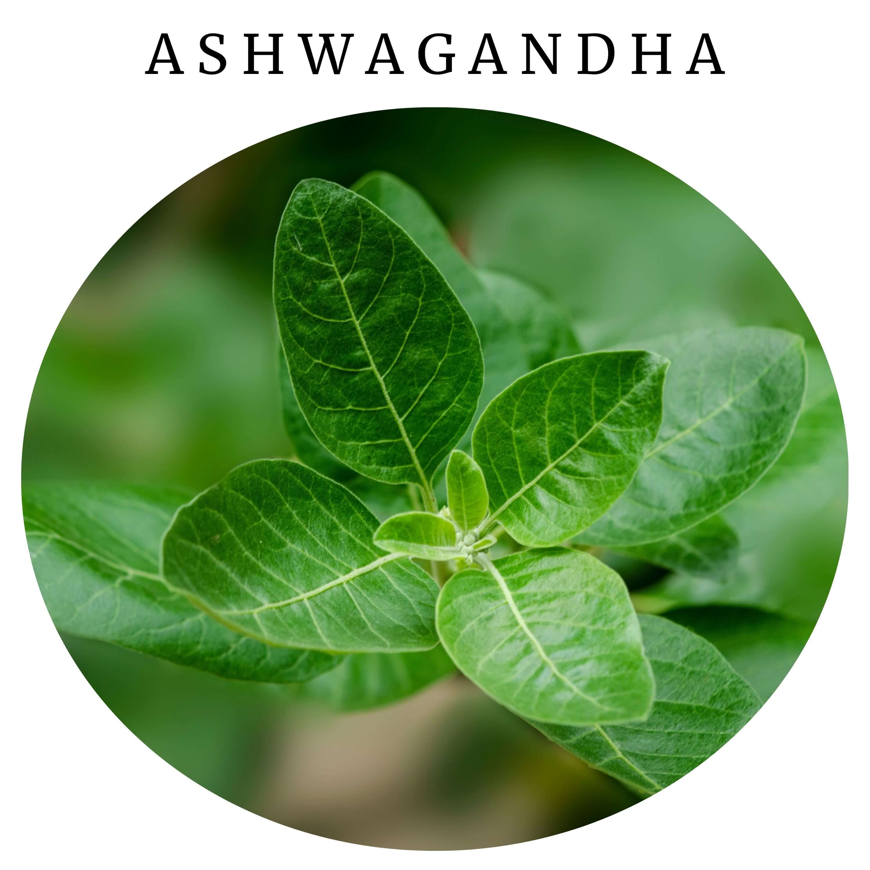ashwagandha 